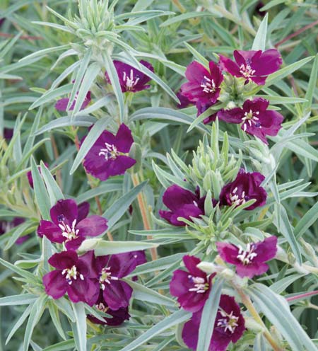 0800023 CLARKIA purpurea ssp. Quadrivulnera Silkkikukka 'Burgundy Wine'
