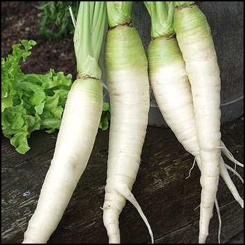 Porkkana, valkoinen 'Belgian White'