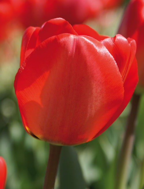 2100009 Tulipa Darwinhybriditulppaani, 'Apeldoorn'