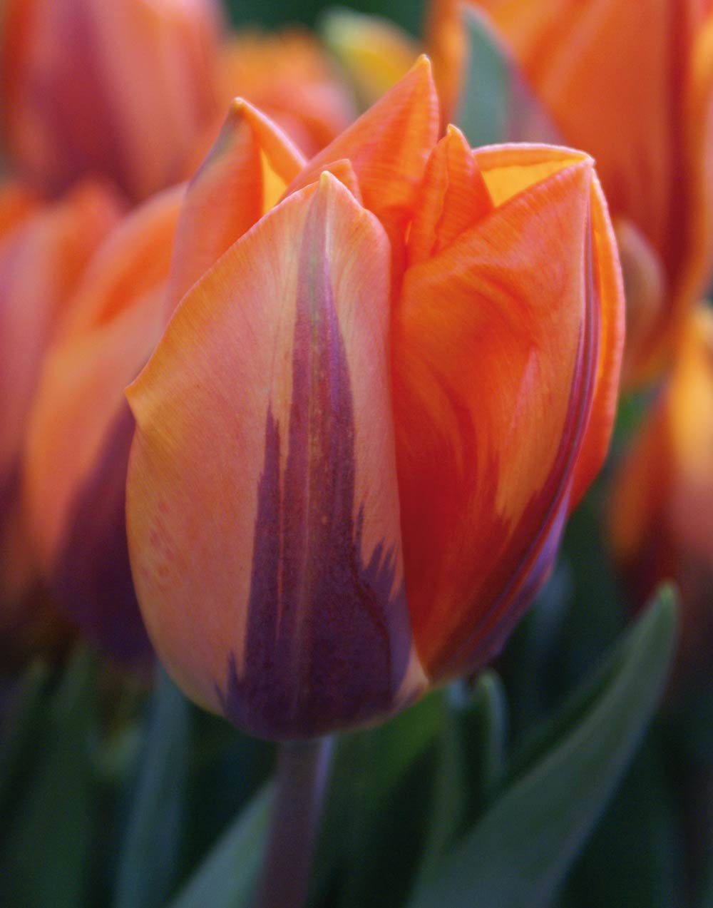 2100020 Tulipa gesneriana Tulppaani, 'Prinses Irene'