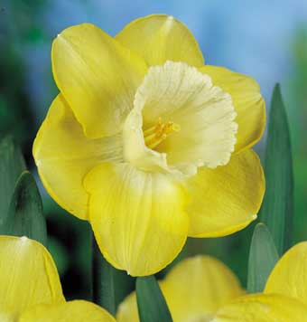 2100097 Narcissus pseudonarcissus Keltanarsissi, (pääsiäisnarsissi) 'Avalon'