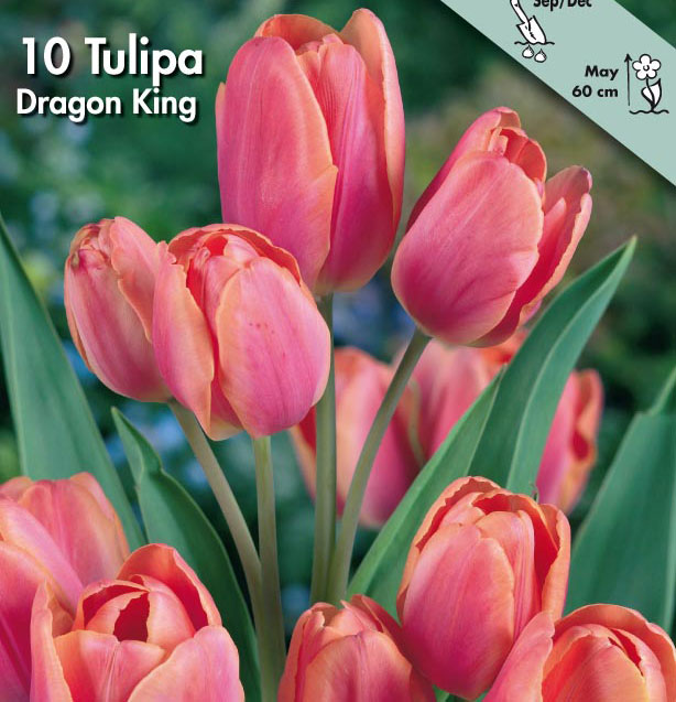 2100102 Tulipa gesneriana Triumftulppaani, 'Dragon King'