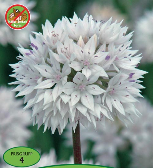 Allium, 'Gracefull'