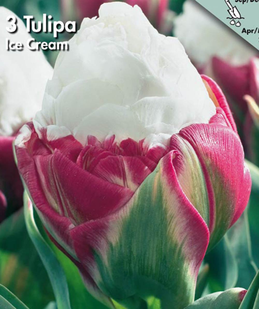 2100016 Tulipa gesneriana Tulppaani, 'Ice Cream'