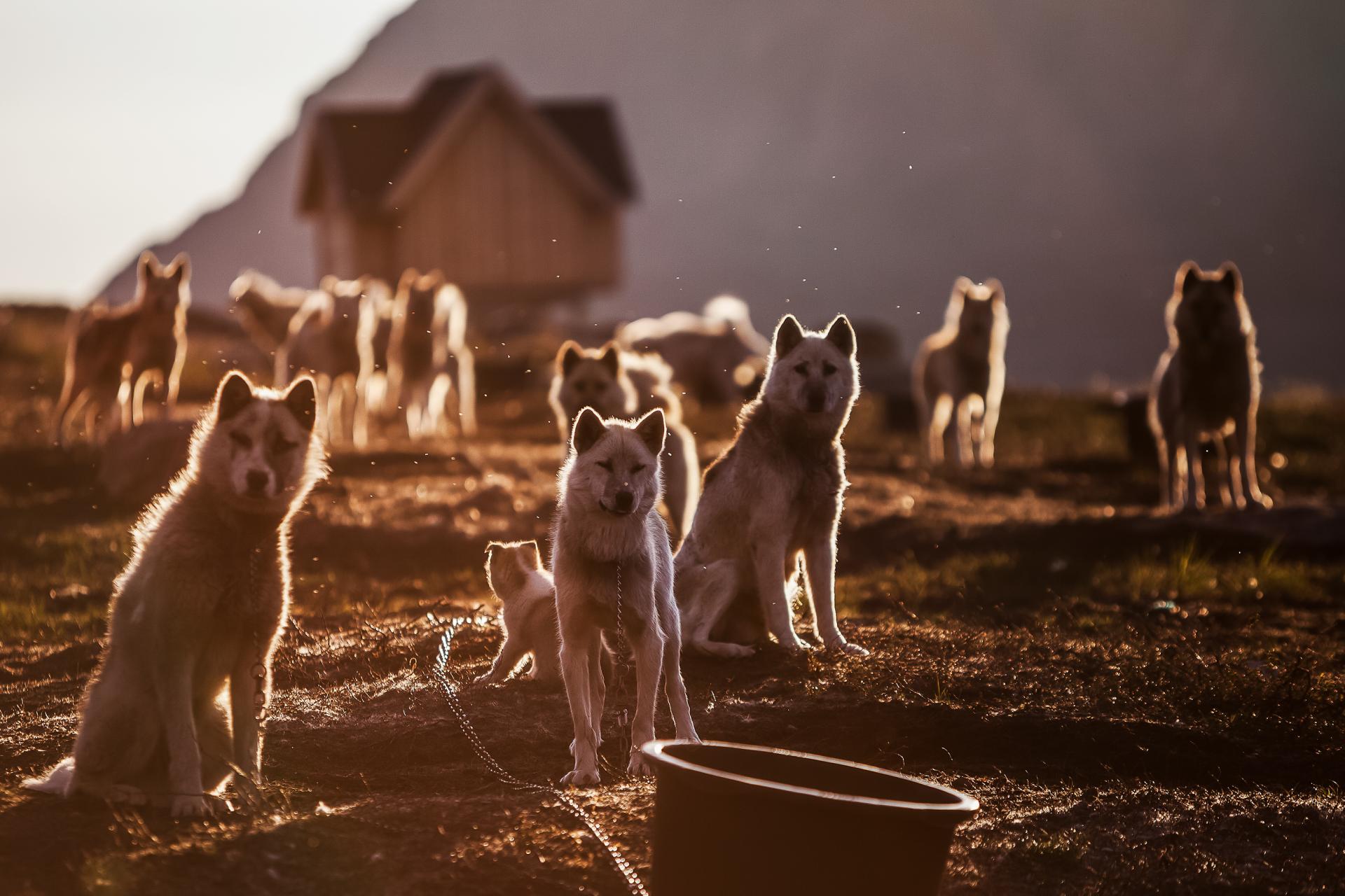 Huskies av Henrik Nero - Vinnaren i Fototävling Tema Motljus 2013